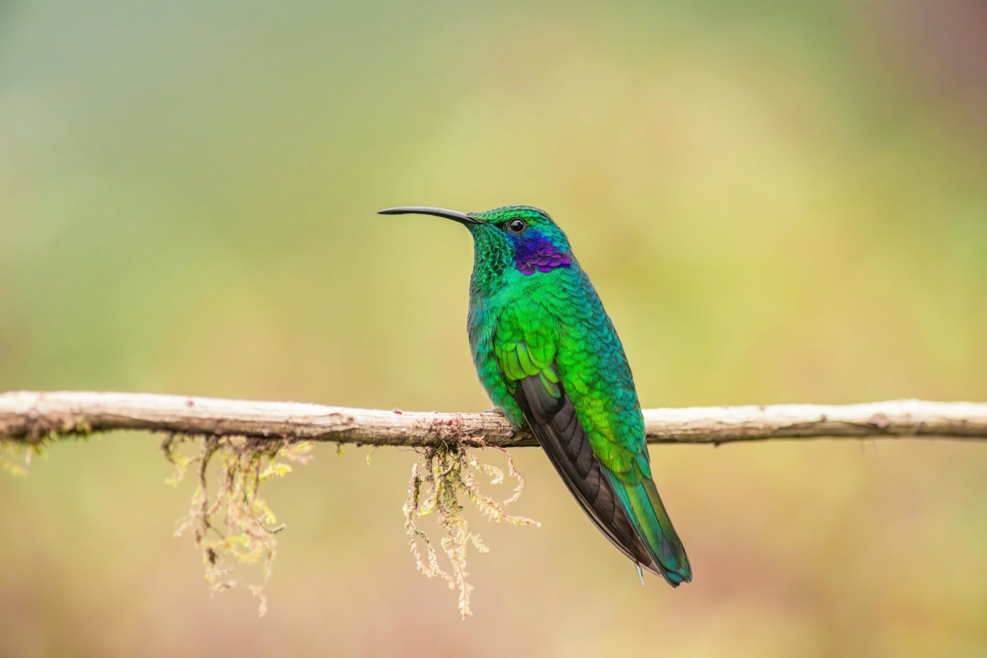 Photographie en gros plan d'un colibri vert et bleu sur une branche d'arbre avec un arri&egrave;re-plan flout&eacute; - Enrique HIDALGO